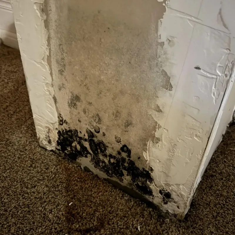 Professional Mold Removal in River Bend, NC